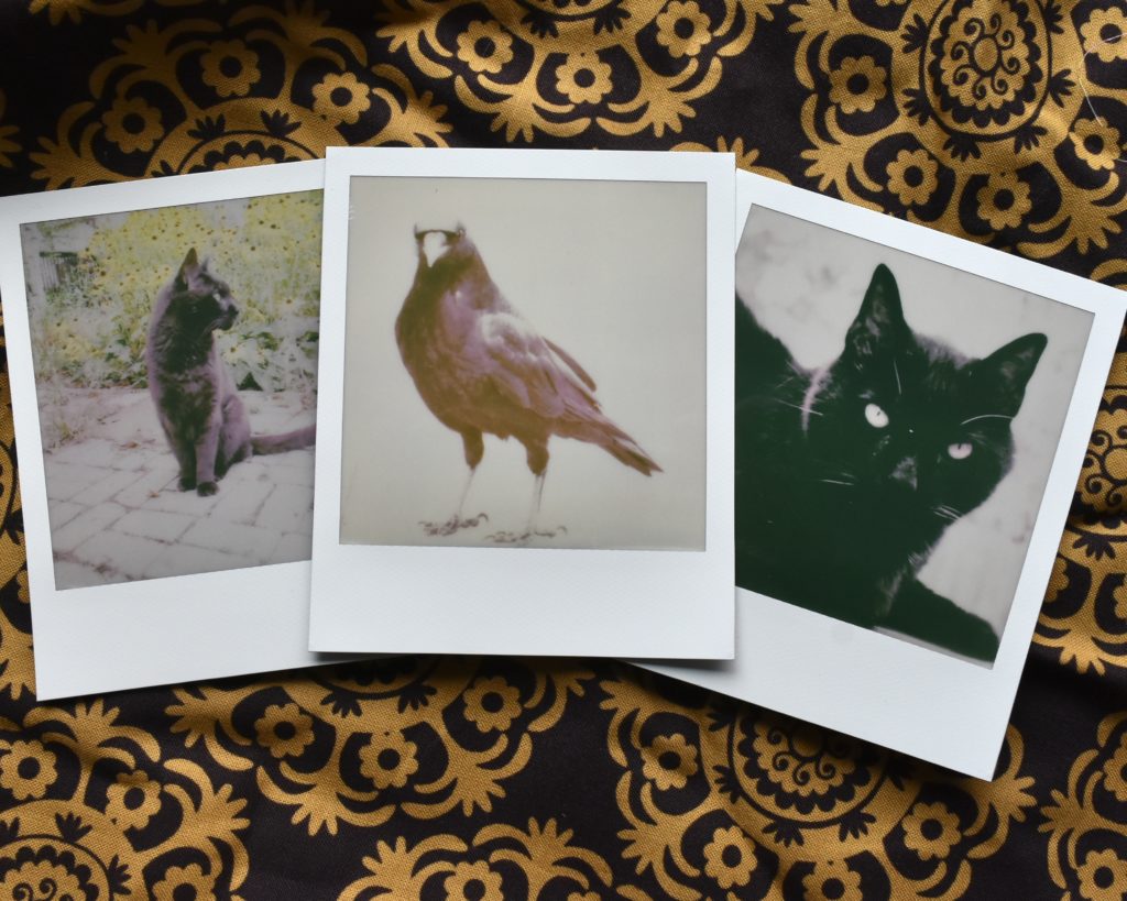 Polaroids developed with Polaroid Lab by Marquette Michigan visual artist Taryn Okesson.