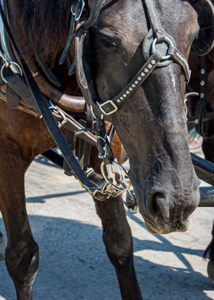 One of the working horses on Mackinac Island by visual artist, Marquette artist, photographer, Taryn Okesson