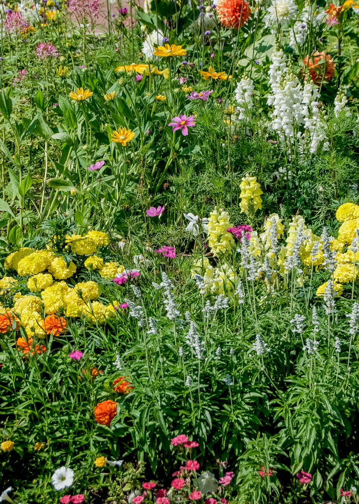Image of bright flowers on Mackinac Island by visual artist, Marquette artist, photographer, Taryn Okesson