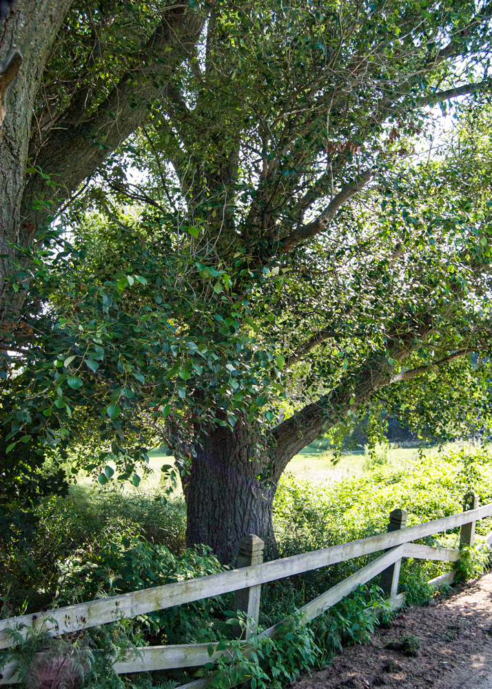 Image of fence and tree on Mackinac Island by visual artist, Marquette artist, photographer, Taryn Okesson.