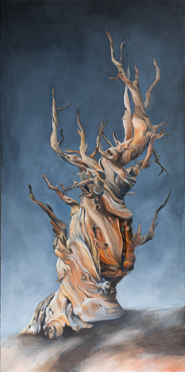 Ancient Bristle Cone Pine Tree Painting by Marquette Michigan Artist Taryn Okesson