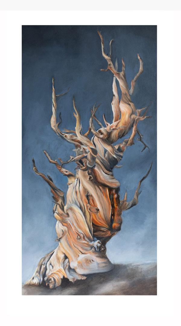 A twisted, bare tree without bark on a dark background. The Ancient Bristlecone Pine snag is twisted by time and resembles driftwood.