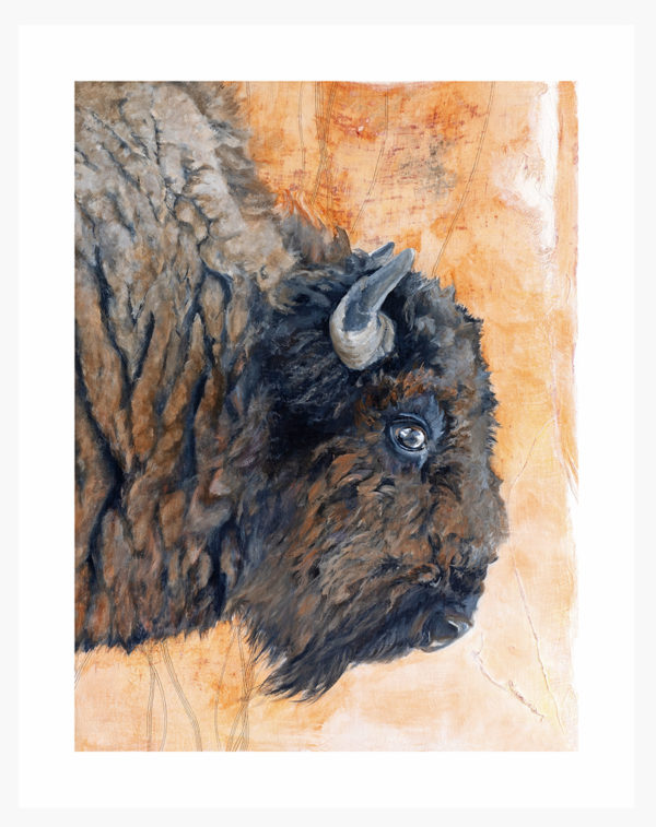 Eye of the Bison: Limited Edition Giclée