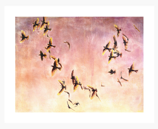 Murmuration no. 1: Special Edition Giclée