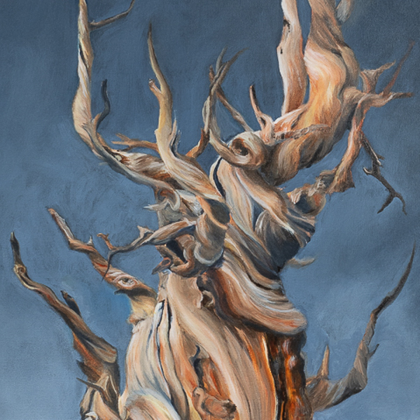 Thumbnail of painting The Relic by Michigan Artist Taryn Okesson. Contemporary Acrylic Painting of an Ancient Bristlecone Pine Tree. 