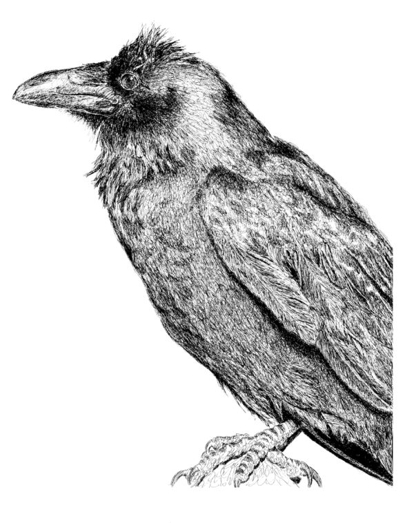 Corvid Ink Study no. 3